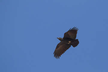Waaierstaartraaf, Fan-tailed Raven, Corvus rhipidurus