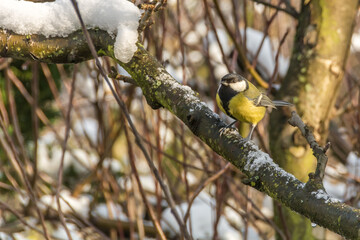 Tit on a branch of a leafless tree. 