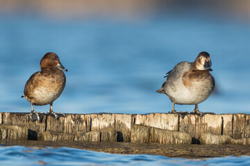 Witoogeend, Ferruginous Duck, Aythya nyroca