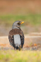 Kramsvogel, Fieldfare, Turdus pilaris