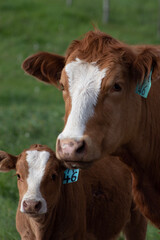 Fototapeta premium cow and calf