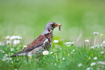 Kramsvogel, Fieldfare, Turdus pilaris