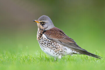 Kramsvogel, Fieldfare, Turdus pilaris