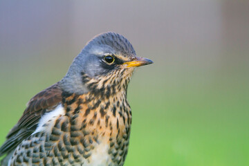 Kramsvogel, Fieldfare, Turdus pilaris
