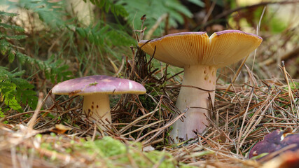 Rúsula Acre en el Pantano del Ebro, Cantabria, España