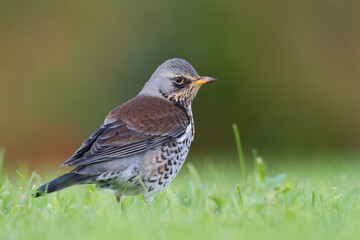 Kramsvogel, Fieldfare, Turdus pilaris