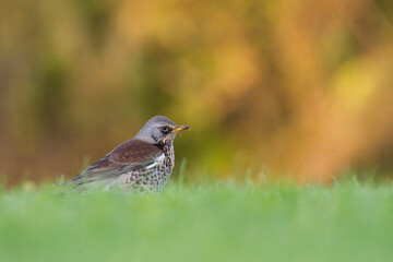 Kramsvogel, Fieldfare, Turdus pilaris