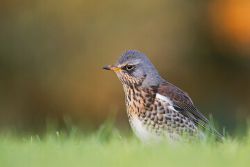 Kramsvogel, Fieldfare, Turdus pilaris