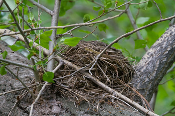 Kramsvogel, Fieldfare, Turdus pilaris