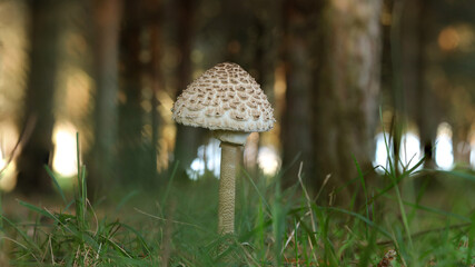 Galamperna, Apagador o parasol en el Pantano del Ebro, Cantabria, España