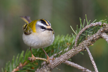Vuurgoudhaan, Firecrest, Regulus ignicapilla