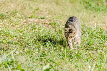 Portrait of a gray cat on spring fresh grass 