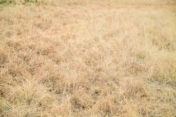 冬の枯草の野原