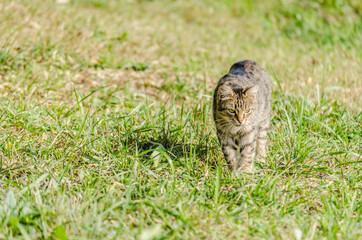Portrait of a gray cat on spring fresh grass 