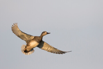 Krakeend, Gadwall, Anas streperea