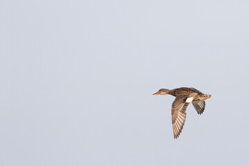 Krakeend, Gadwall, Anas streperea