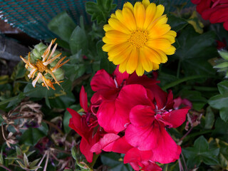 Argyranthemum Flowers Shower Curtain and Geranium.