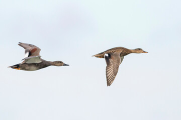 Krakeend, Gadwall, Anas streperea