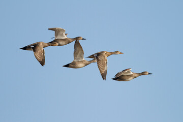 Krakeend, Gadwall, Anas streperea