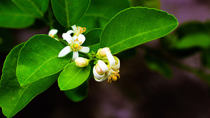 Close angle view of Lemon Flower