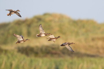 Krakeend, Gadwall, Anas streperea