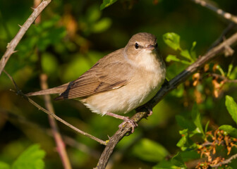 Tuinfluiter, Garden Warbler, Sylvia borin borin