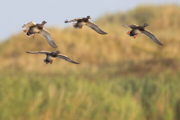 Krakeend, Gadwall, Anas streperea
