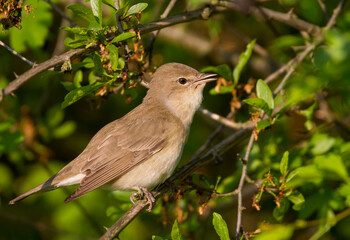 Tuinfluiter, Garden Warbler, Sylvia borin borin