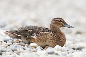 Zomertaling, Garganey, Spatula querquedula