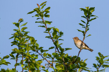 Tuinfluiter, Garden Warbler, Sylvia borin borin
