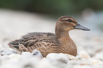 Zomertaling, Garganey, Spatula querquedula