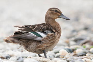 Zomertaling, Garganey, Spatula querquedula