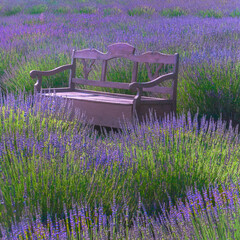Lavender in the field -  you take a rest 