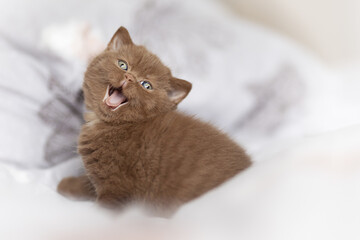 Extrem süßes Britisch Kurzhaar Kitten in cinnamon ist müde und gähnt