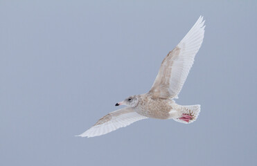 Grote Burgemeester, Glaucous Gull, Larus hyperboreus ssp. hyperboreus