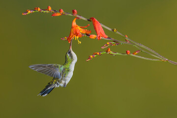 Picaflor comun verde, chlorostilbon lucidus