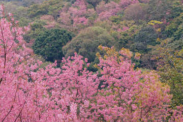 Soft focus Cherry Blossom or Sakura flower on the forest background with nature daylight, Forest integrity. © GAYSORN