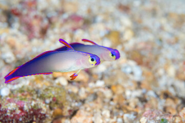 Purple firefish goby (Nemateleotris decora) on coral reef in Papua New Guinea © Mike Workman