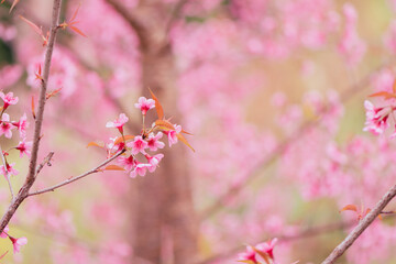 Soft focus Cherry Blossom or Sakura flower on white background with nature sun light, Pink flowers.