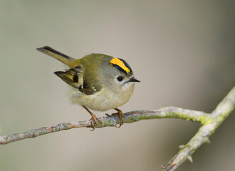 Goudhaan, Goldcrest, Regulus regulus
