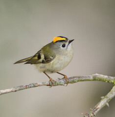 Goudhaan, Goldcrest, Regulus regulus