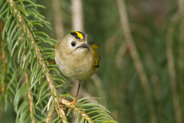 Goudhaan, Goldcrest, Regulus regulus