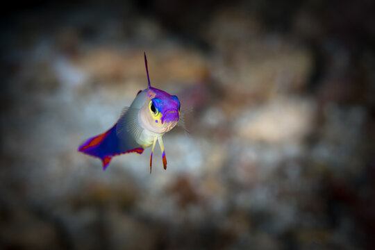 Purple firefish goby (Nemateleotris decora) on coral reef in Papua New Guinea