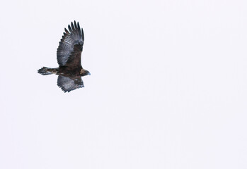 Steenarend, Golden Eagle, Aquila chrysaetos chrysaetos
