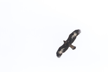 Steenarend, Golden Eagle, Aquila chrysaetos daphanea
