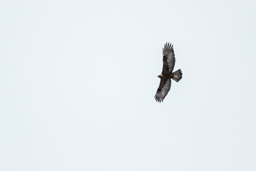 Steenarend, Golden Eagle, Aquila chrysaetos chrysaetos