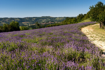 lavender field landscape on the hills in Sale San Giovanni, Langhe, province di Cuneo Italy, on blue sky.