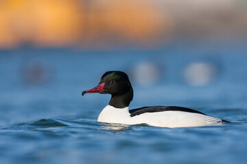 Grote Zaagbek, Goosander, Mergus merganser merganser
