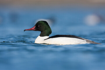 Grote Zaagbek, Goosander, Mergus merganser merganser