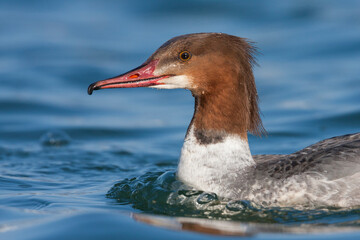 Grote Zaagbek, Goosander, Mergus merganser merganser